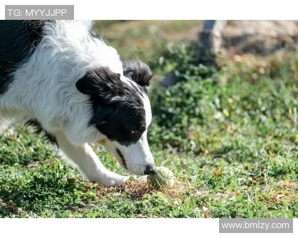 杭州飞盘队节奏分析:揭示团队配合与比赛表现的深度数据洞察 杭州飞盘队节奏分析:揭示团队配合与比赛表现的深度数据洞察